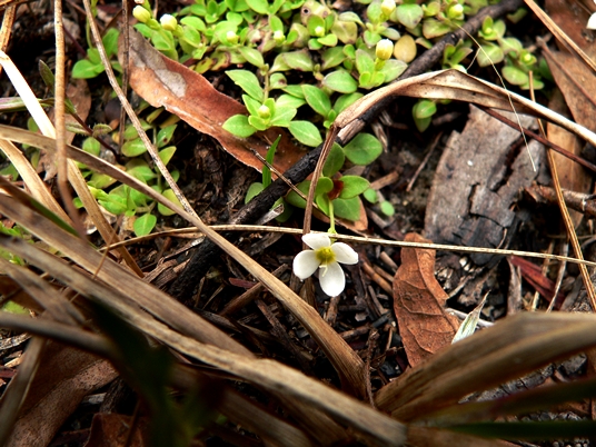 {Houstonia procumbens}